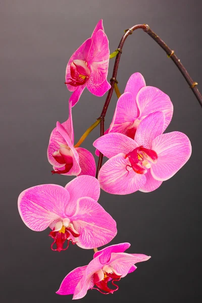 Krásné kvetoucí orchidej na šedém pozadí — Stock fotografie