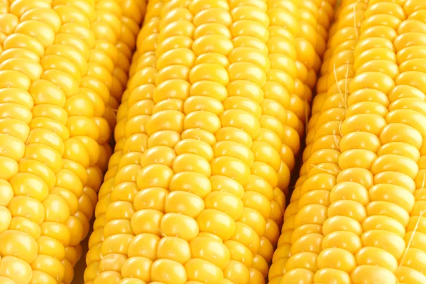 Kukuřice pozadí — Stock fotografie