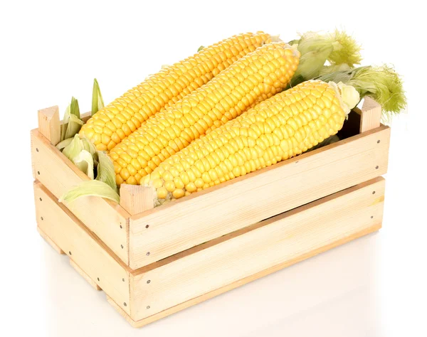 Mazorcas de maíz fresco en cajón aislado en blanco — Foto de Stock