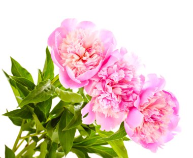 Üç pembe peonies üzerinde beyaz izole