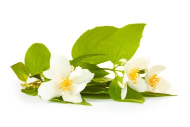 Beautiful jasmine flowers with leaves isolated on white clipart