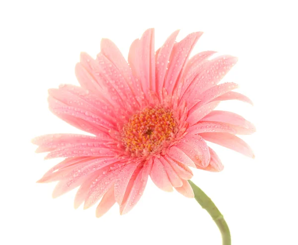 Piękny różowy gerbera krople na białym tle — Zdjęcie stockowe