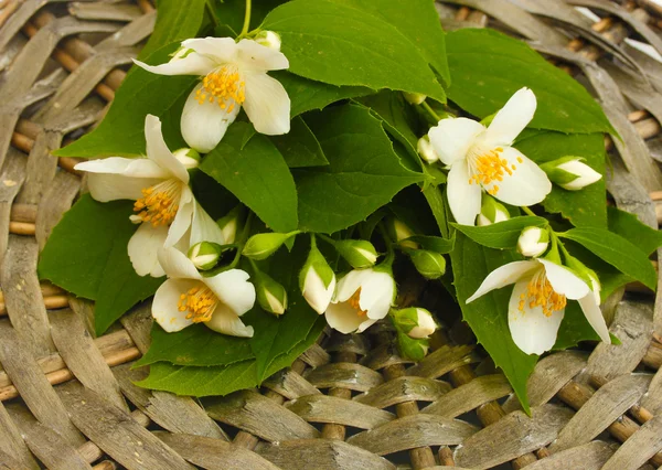Beautiful jasmine flowers with leaves on grey wicker background — Stock Photo, Image
