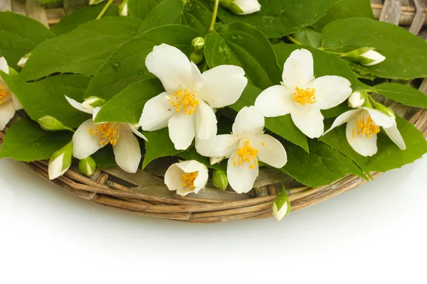 白で隔離される葉を持つ美しいジャスミンの花 — ストック写真
