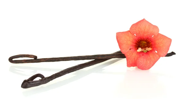 Vainas de vainilla con flor aislada en blanco — Foto de Stock