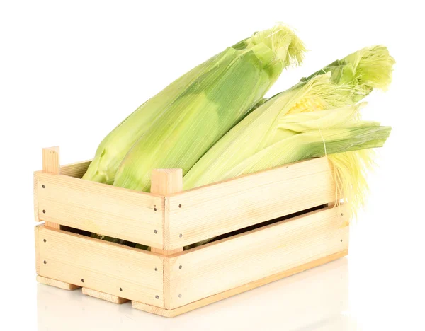 Mazorcas de maíz fresco en cajón aislado en blanco — Foto de Stock