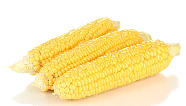 Свежие кукурузные початки — стоковое фото
