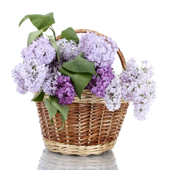 Beautiful lilac flowers in basket isolated on white Stock Photo