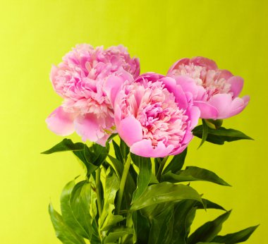 yeşil zemin üzerine üç pembe peonies