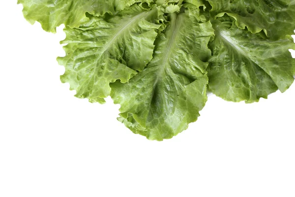 Листя салату ізольовані на білому крупним планом — стокове фото