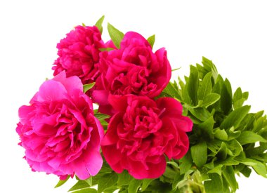 güzel pembe peonies üzerinde beyaz izole