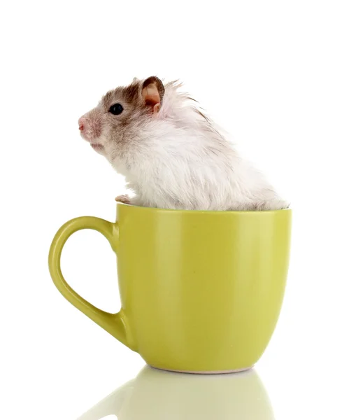 Hamster bonito em copo isolado branco — Fotografia de Stock