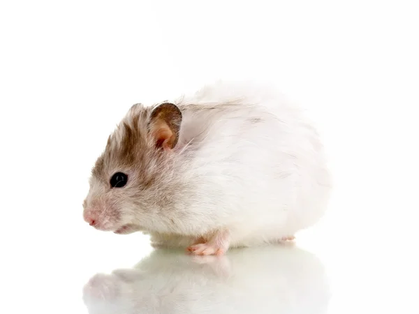 Söt hamster isolerade vit — Stockfoto
