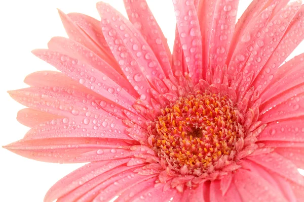 Schöne rosa Gerbera mit Tropfen isoliert auf weiß — Stockfoto