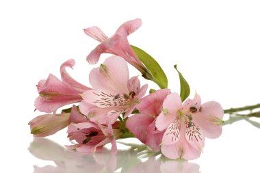 beyaz izole alstroemeria pembe çiçekler