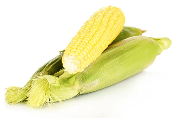 Friss kukorica csövek elszigetelt fehér — Stock Fotó