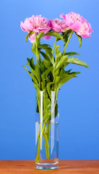 Three pink peonies in vase on wooden table on blue background — Stock Photo, Image