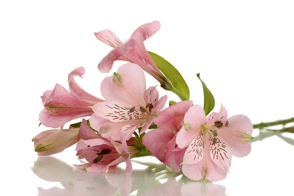 Flores rosa alstroemeria isolado em branco — Fotografia de Stock