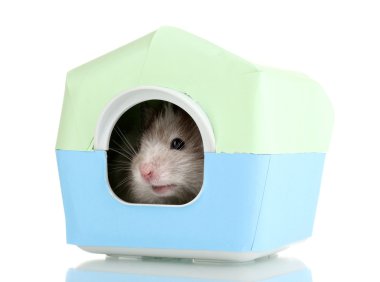 Cute hamster in house isolated white clipart