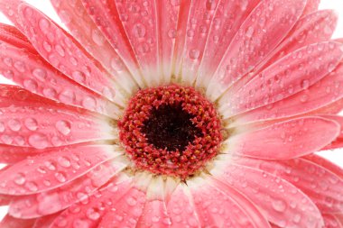 güzel pembe gerbera damla ile yakın çekim