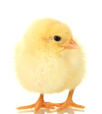 Beautiful little chicken isolated on the white clipart