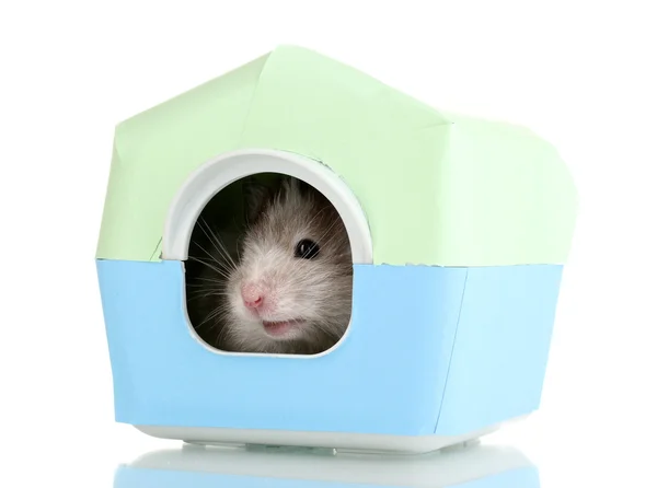 Hamster mignon dans la maison isolé blanc — Photo