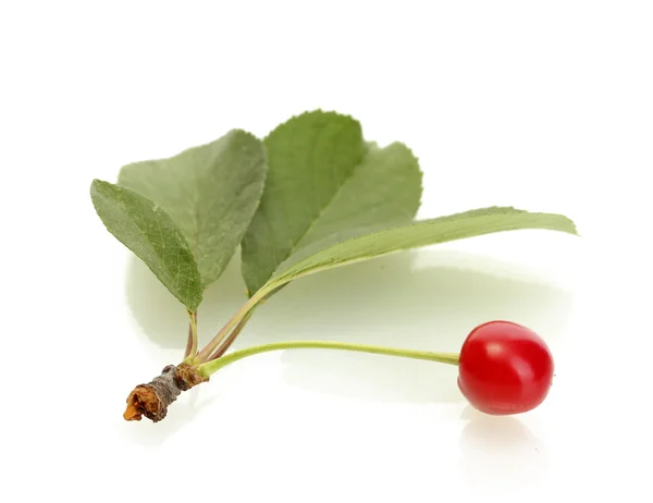 Dojrzałe jagody wiśniowe z liści na białym tle — Zdjęcie stockowe