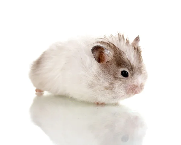 Mignon hamster isolé blanc — Photo