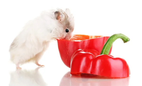 Söt hamster och paprika sallad isolerade vit — Stockfoto