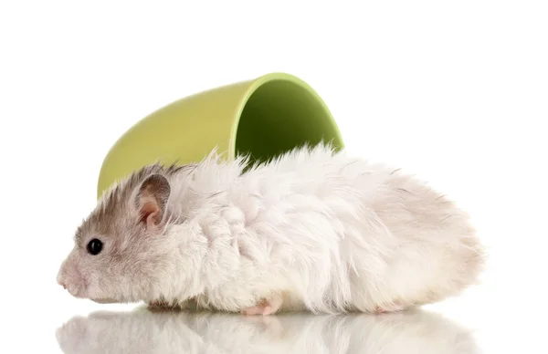 Niedlichen Hamster in Tasse isoliert weiß — Stockfoto