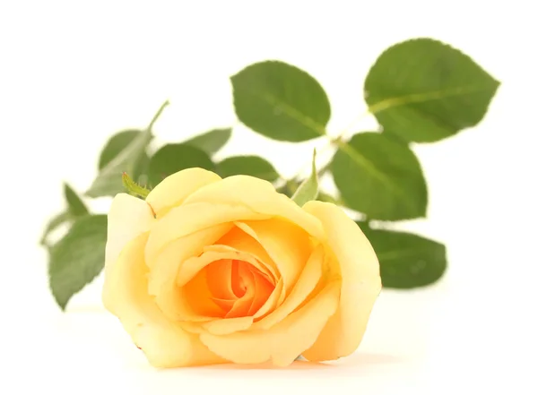 Beautiful rose isolated on white — Stock Photo, Image