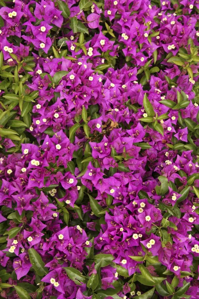 Flor de buganvilla púrpura primer plano —  Fotos de Stock