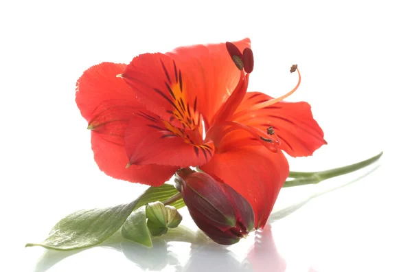 白で隔離されるアルストロメリア赤い花 — ストック写真