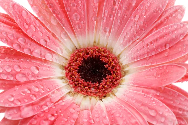 Beautiful pink gerbera with drops close up — Stock Photo, Image