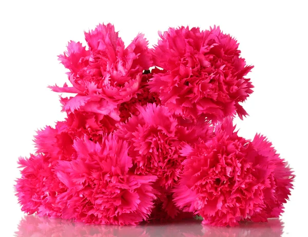 Schöne rosa Nelken isoliert auf weiß — Stockfoto
