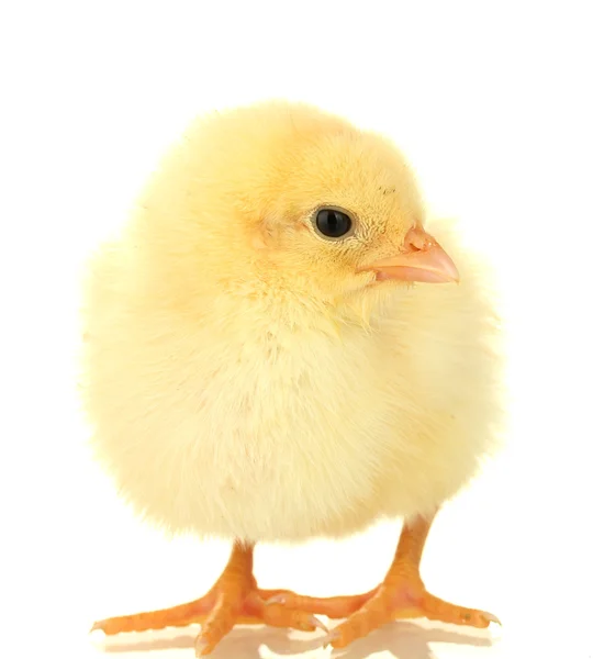 아름 다운 작은 닭고기는 흰색 절연 — 스톡 사진