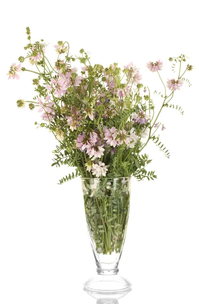 Bouquet di vicia in vaso trasparente isolato su fondo bianco — Foto Stock