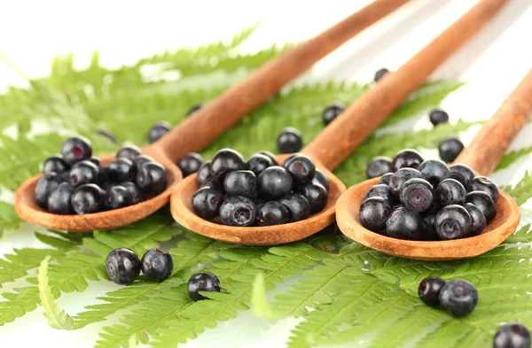 Tasty blueberries in wooden spoons on fern close-up — Stock Photo, Image