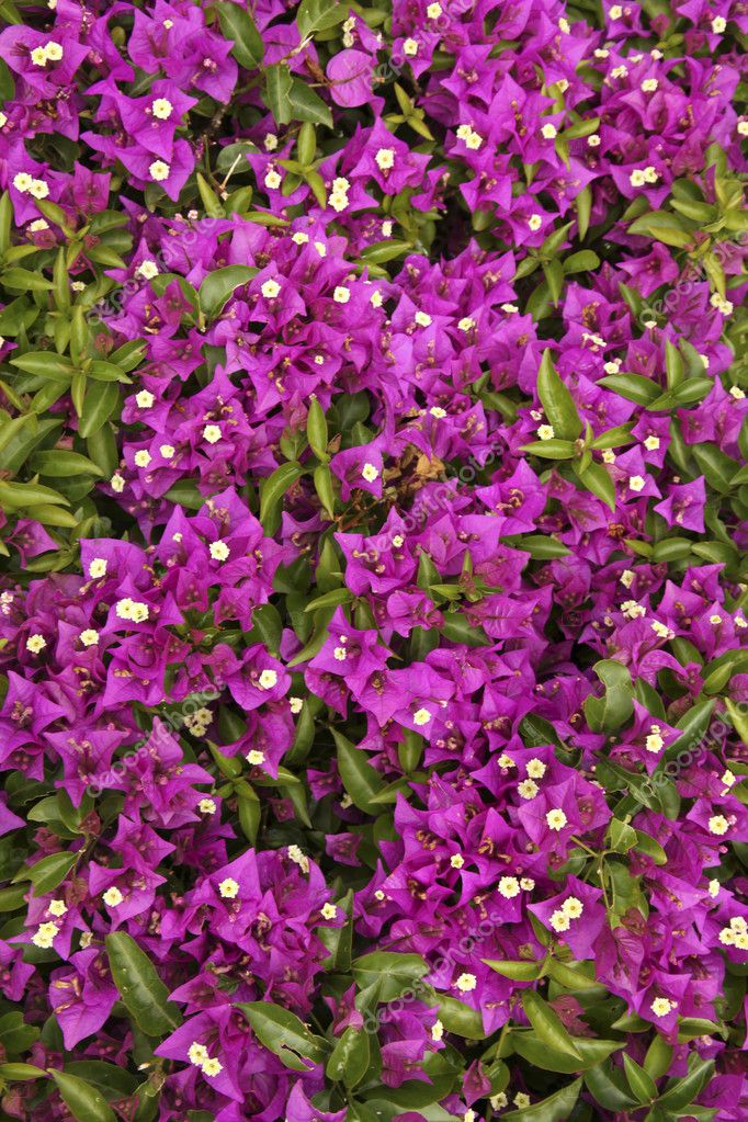 Flor de buganvilla púrpura primer plano: fotografía de stock © belchonock  #11607306 | Depositphotos