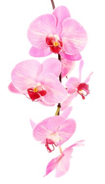 Beautiful blooming orchid isolated on white clipart