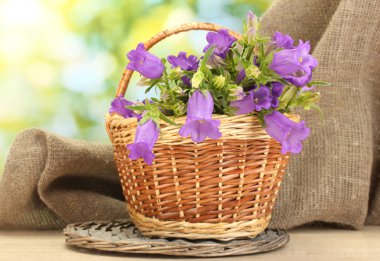 Blue bell flowers in basket and burlap fabric on wooden table on green background clipart