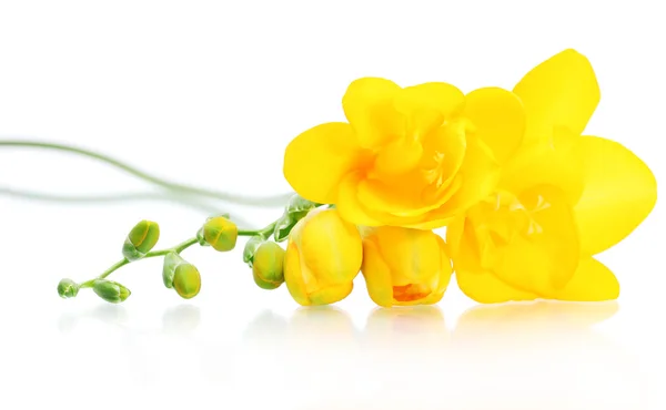 아름 다운 노란색 freesia 흰색 절연 — 스톡 사진