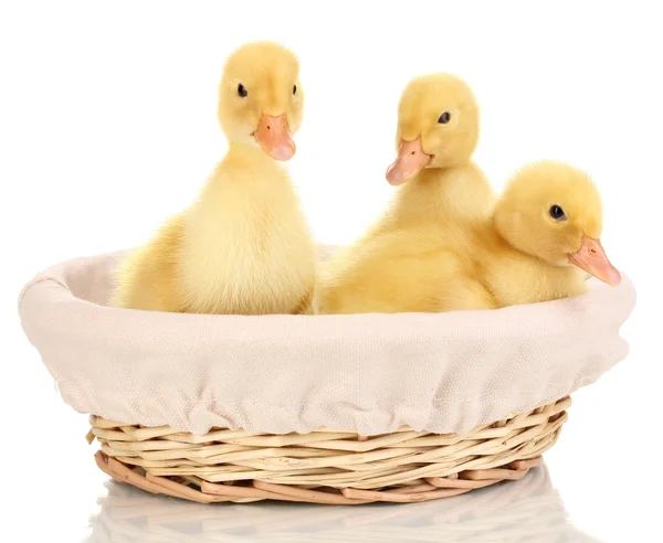 在白色上孤立的篮子里的三个小鸭 — 图库照片