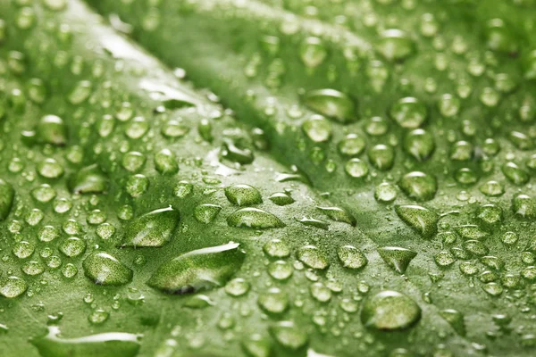 Plantain leaf with drops close up — Stock Photo, Image