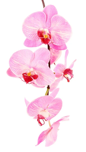 Güzel orkide çiçek üzerinde beyaz izole — Stok fotoğraf