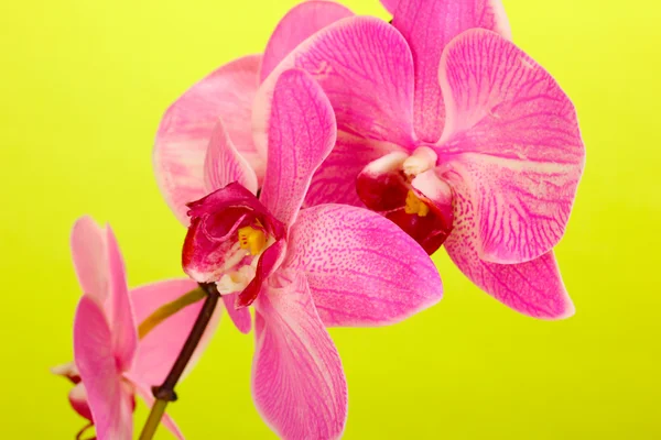 Beautiful blooming orchid on green background — Stock Photo, Image
