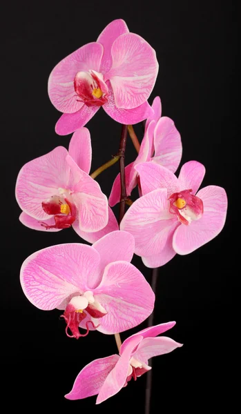 Orquídea florescente bonita isolada em preto — Fotografia de Stock