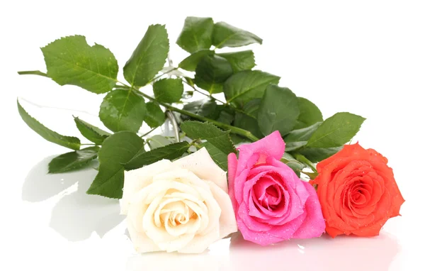 Schöne Rosen isoliert auf weiß — Stockfoto