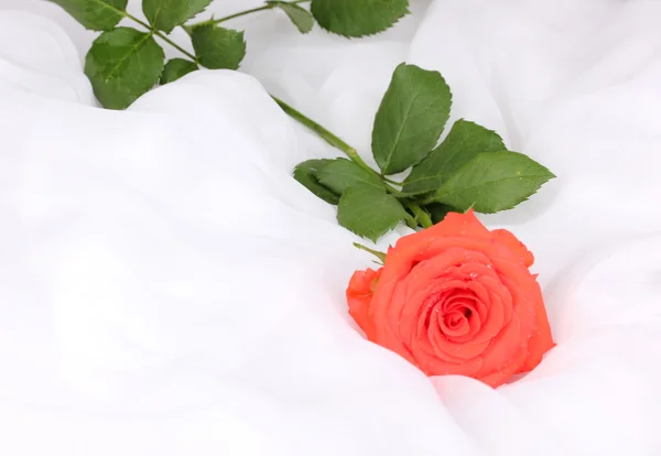 흰색 옷감에 아름 다운 장미 — 스톡 사진