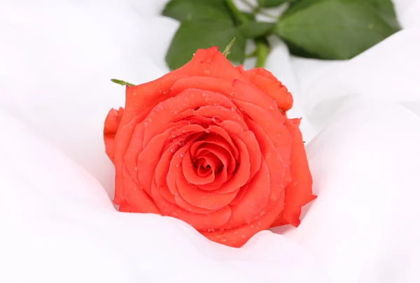 Kaunis ruusu valkoisella liinalla — kuvapankkivalokuva